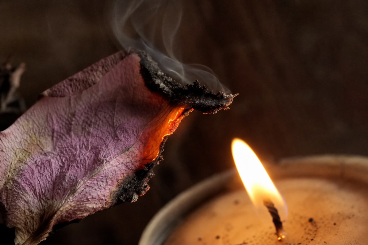 Makroaufnahme des Randes eines getrockneten Rosenblütenblatts, das an der Kerzenflamme verkohlt und raucht